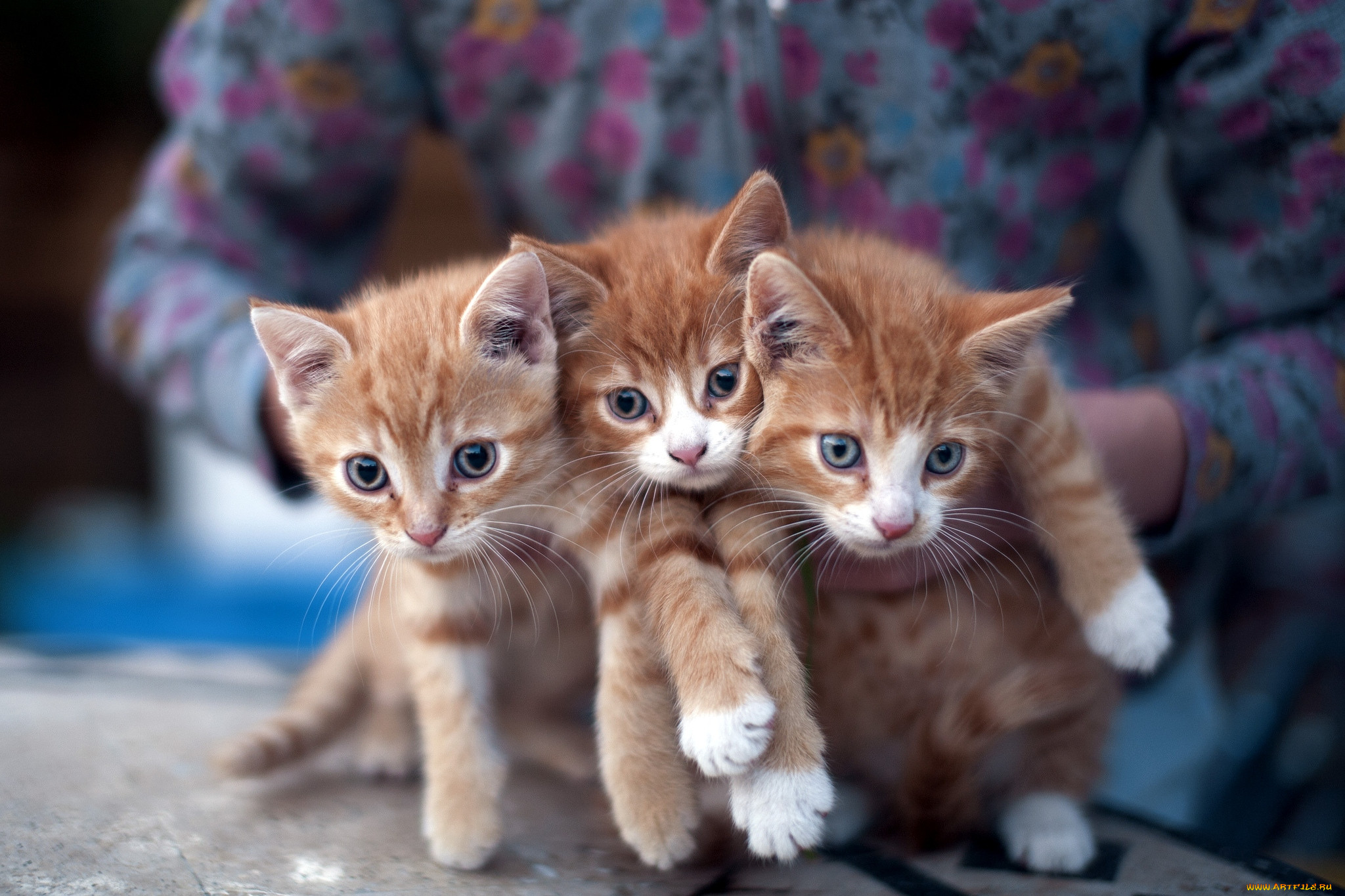 Всякие кошечки. Котята фото. Кошки маленькие красивые. Три кошки. Милые кошечки.